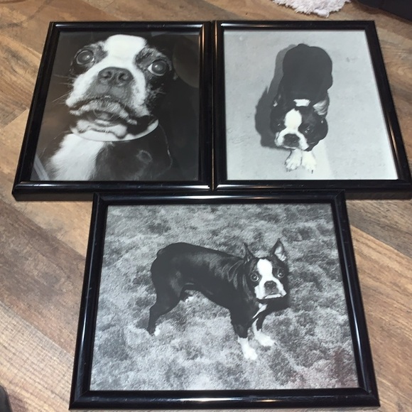 Set of 3 Professionally Framed Boston Terrier Gallery Wall Prints Vintage Photos - Picture 12 of 17